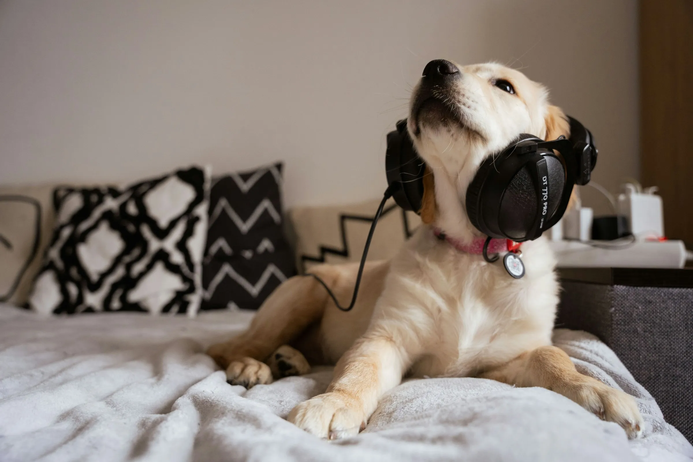 Podcast - Shopify od A do Z (okiem eksperta)